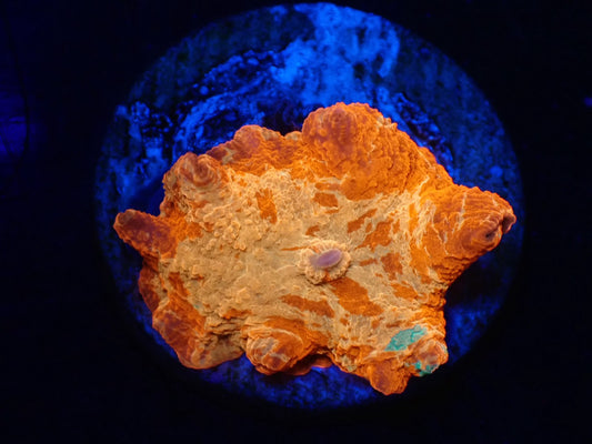 Jawbreaker Mushroom　3color　