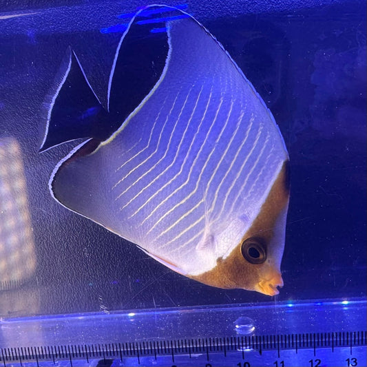 オレンジフェイスバタフライ