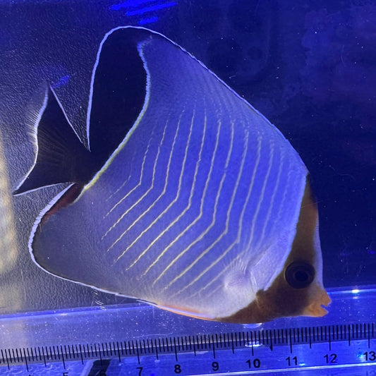 オレンジフェイスバタフライ
