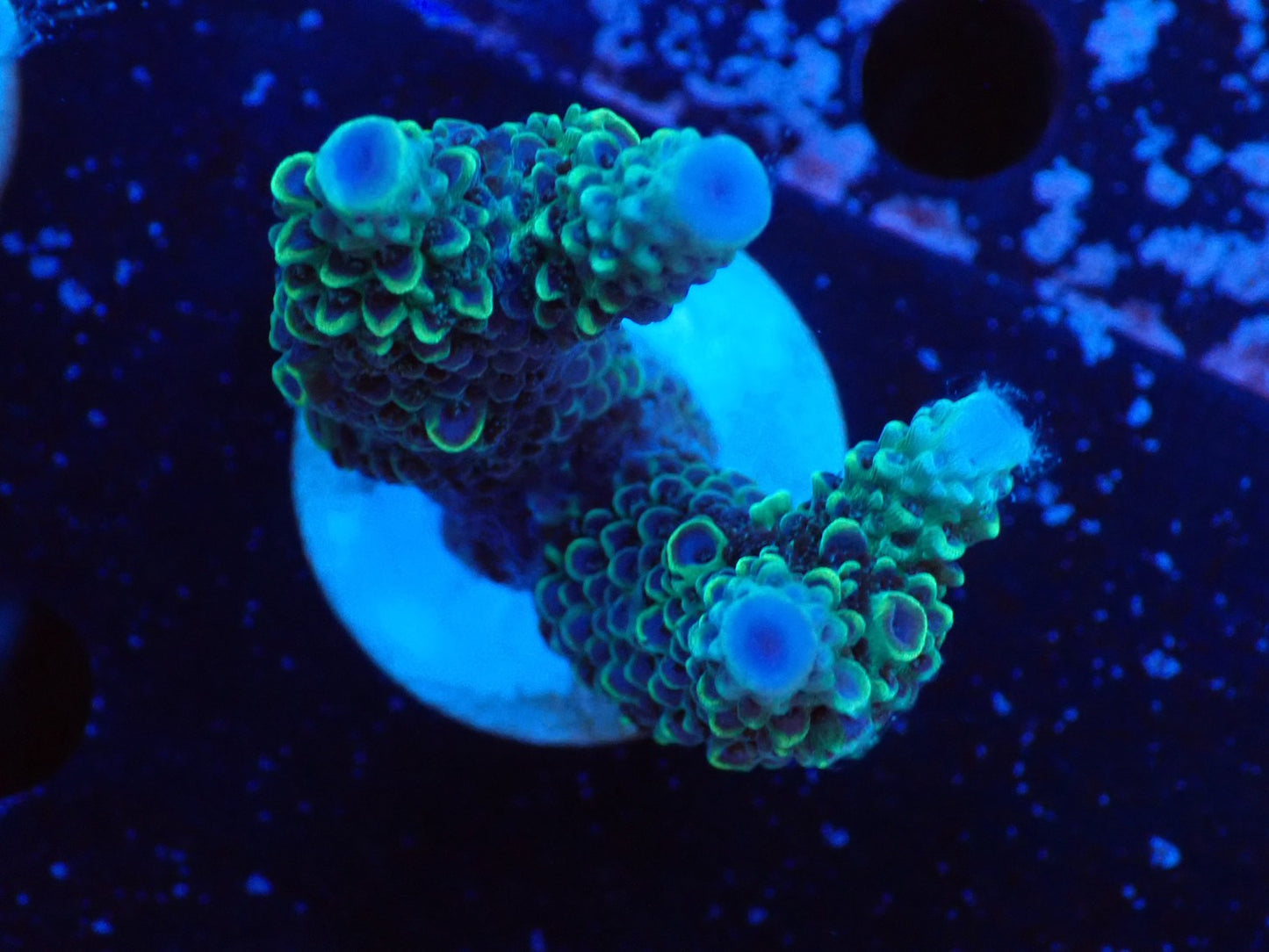 ミドリイシフラグ09