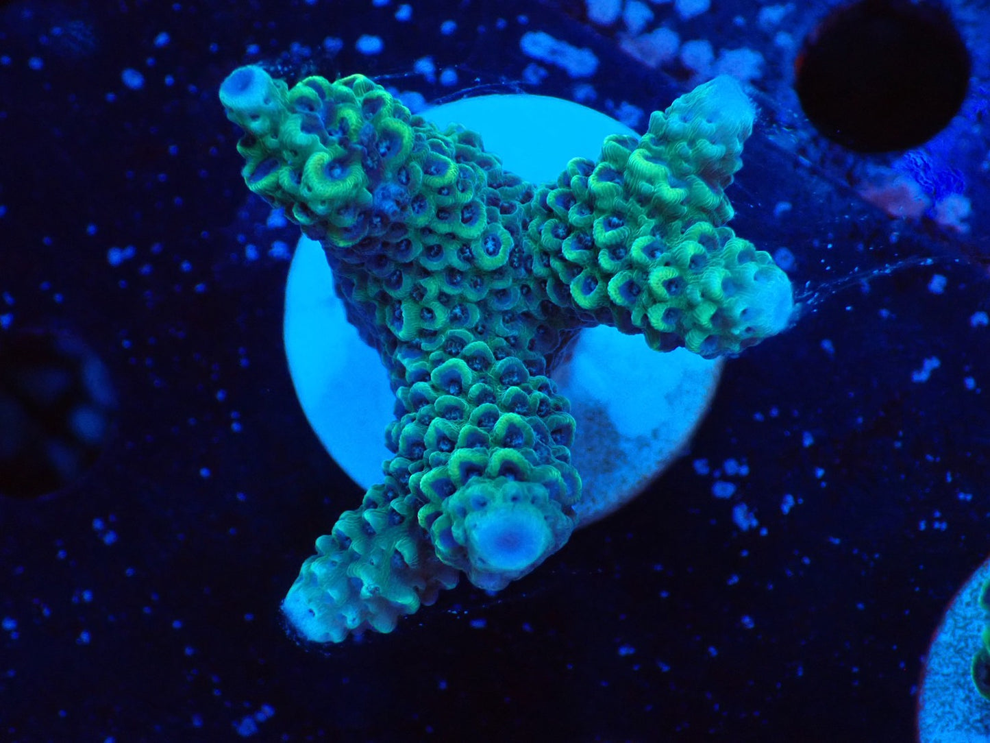 ミドリイシフラグ09