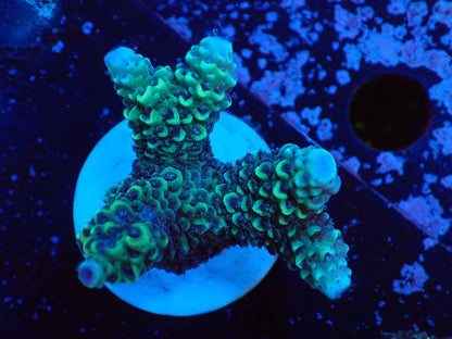 ミドリイシフラグ09