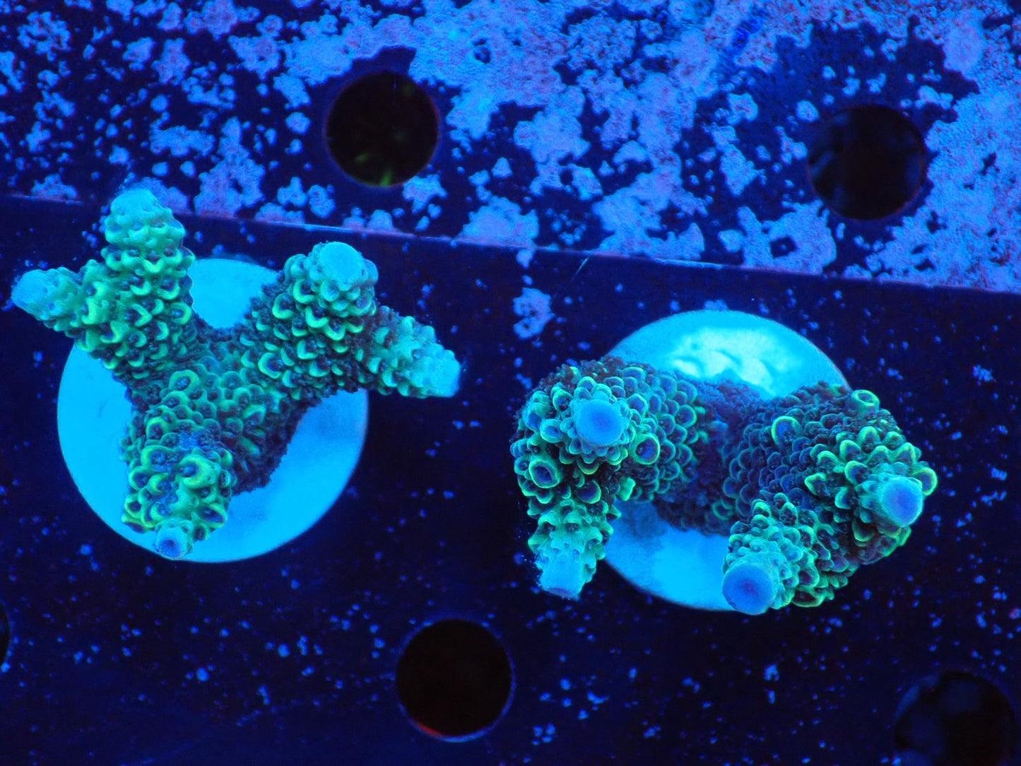 ミドリイシフラグ09