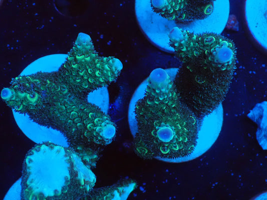 ミドリイシフラグ09