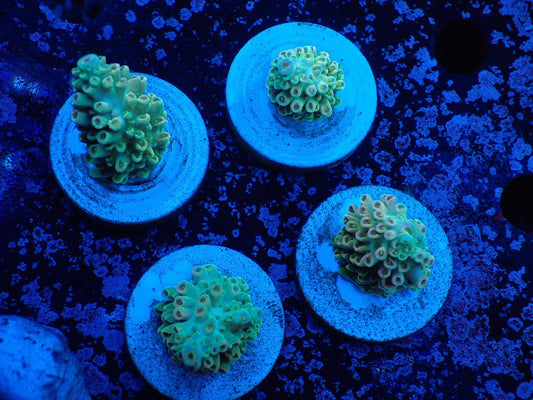 ミドリイシフラグ01