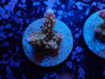 ミドリイシフラグ05