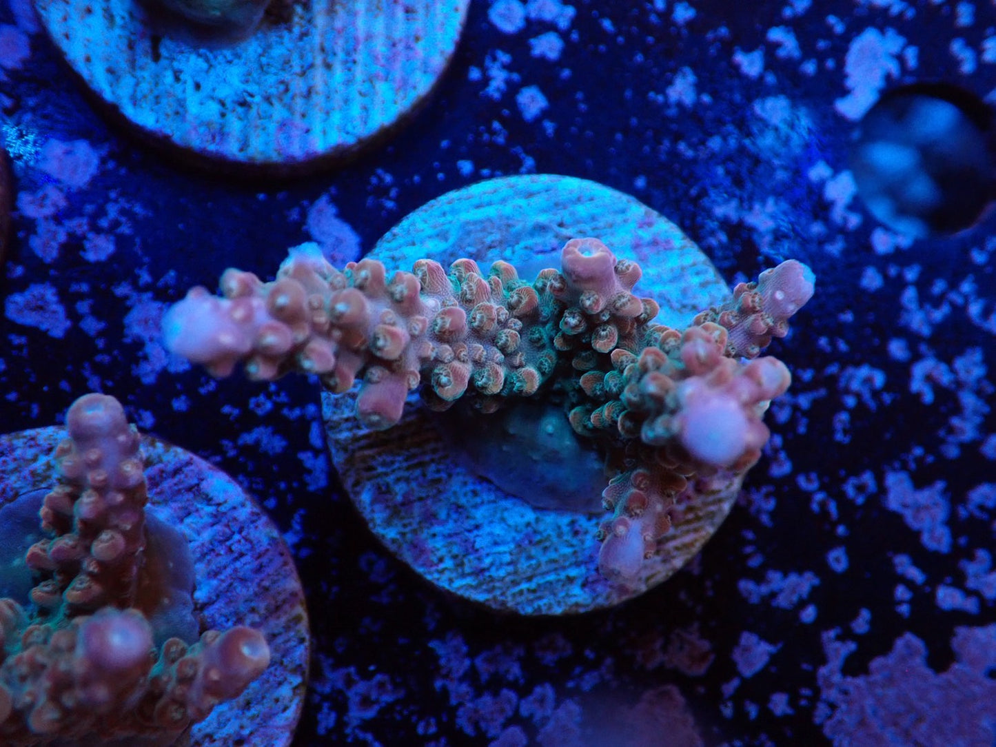 ミドリイシフラグ05