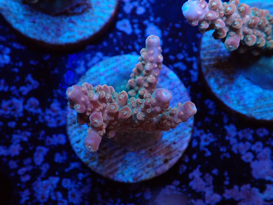 ミドリイシフラグ05