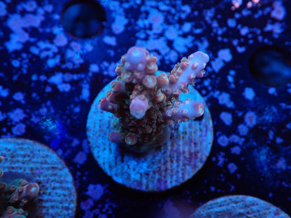 ミドリイシフラグ05