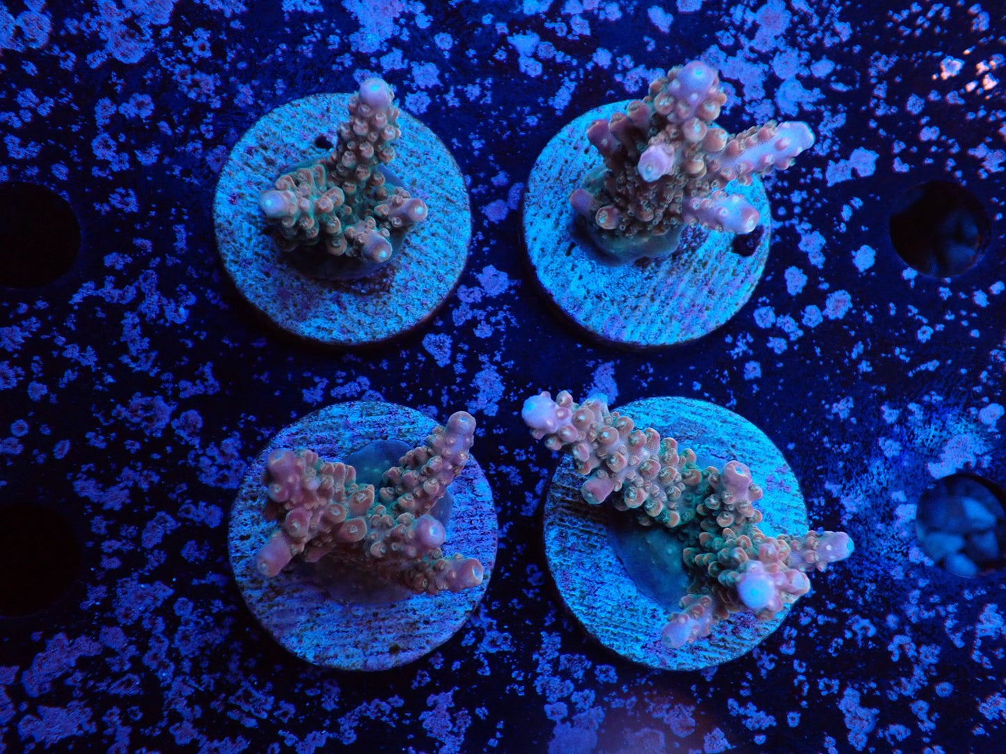 ミドリイシフラグ05