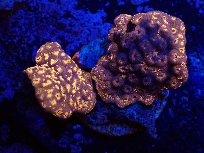 モルジブシコロサンゴ