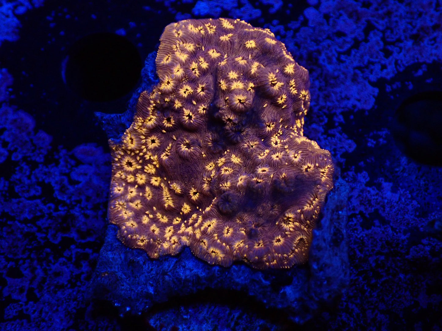 モルジブシコロサンゴ