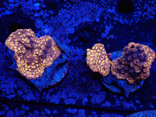 モルジブシコロサンゴ