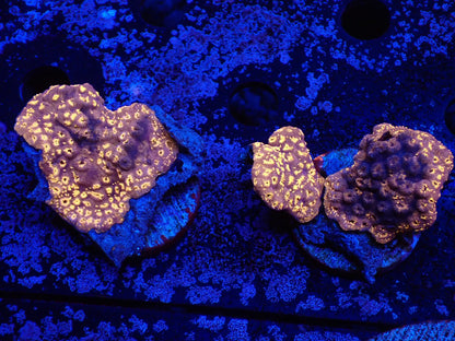 モルジブシコロサンゴ