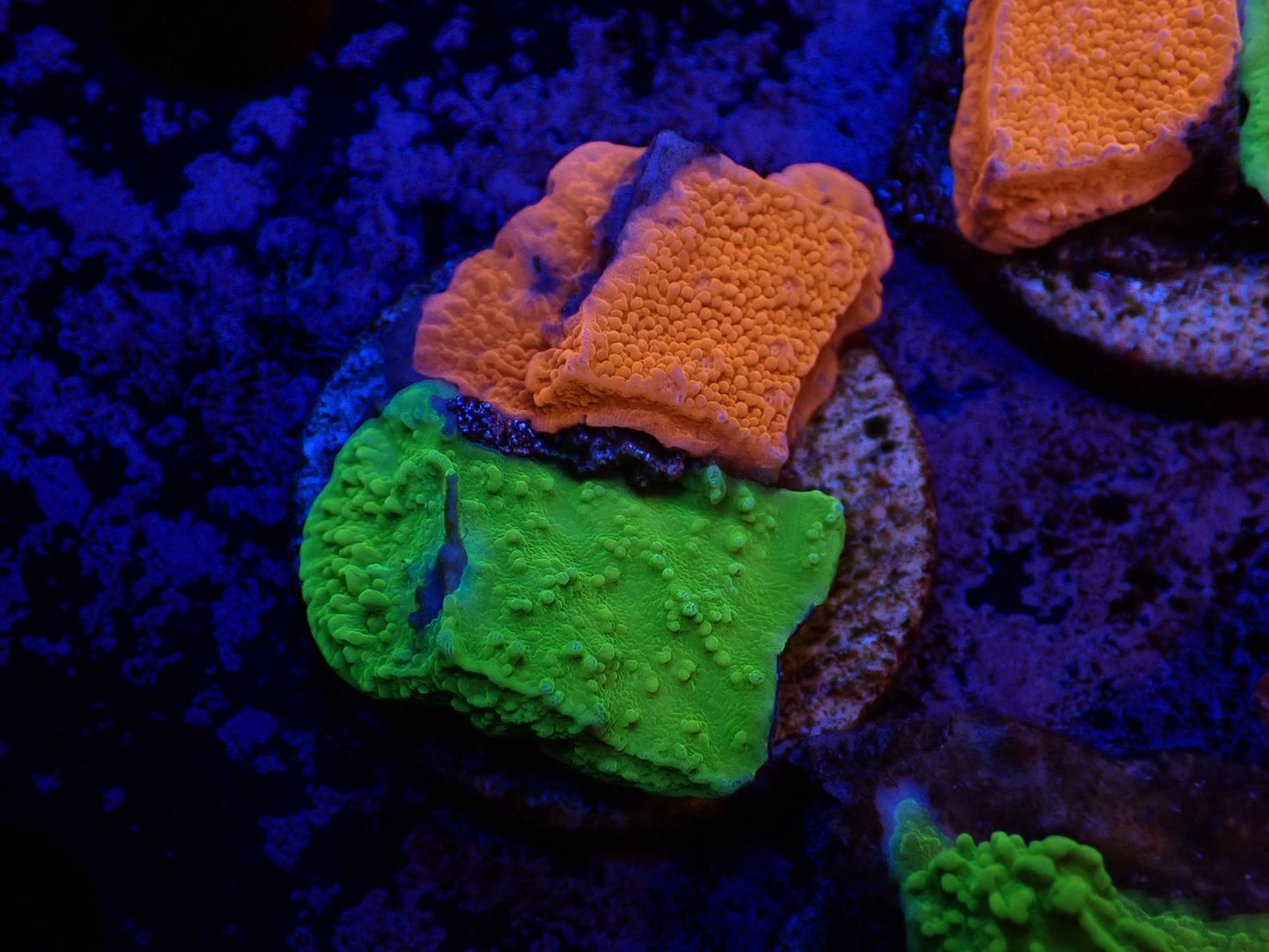 コモンサンゴ2色アソート