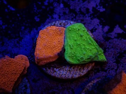 コモンサンゴ2色アソート