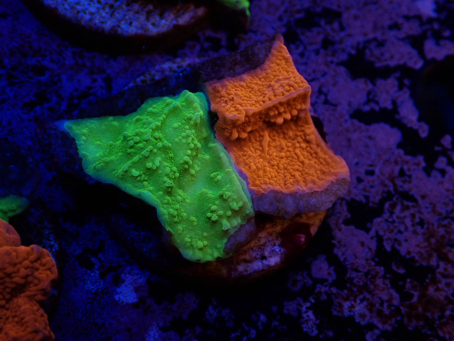 コモンサンゴ2色アソート