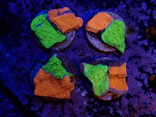 コモンサンゴ2色アソート