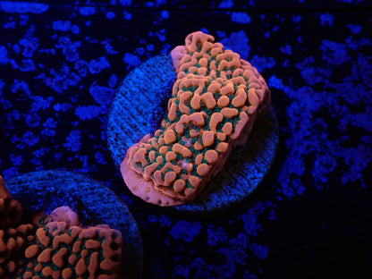 コモンサンゴ（トロピックサンダー）