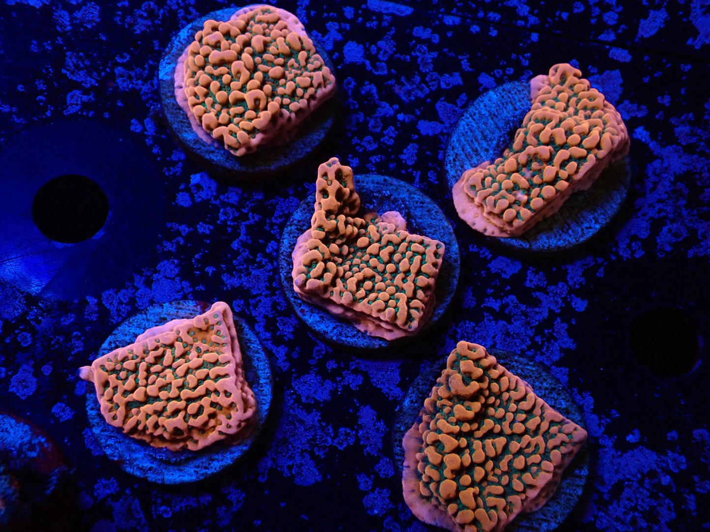 コモンサンゴ（トロピックサンダー）