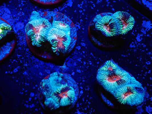 オーストラリア産キクメイシ01