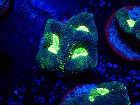 オーストラリア産カメノコキクメイシ03