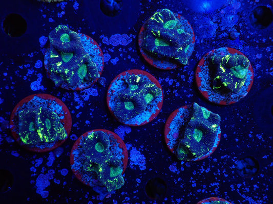 オーストラリア産カメノコキクメイシ02