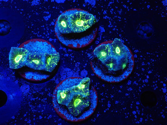 オーストラリア産カメノコキクメイシ01