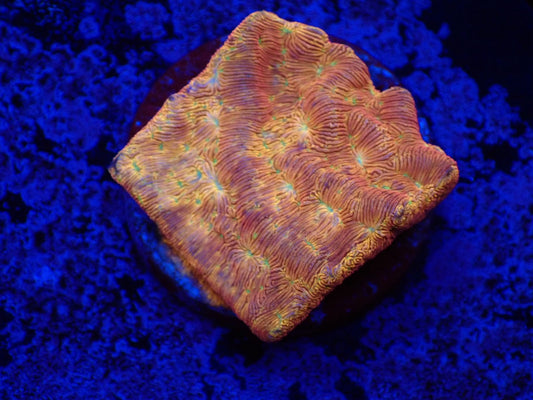 センベイサンゴ(ジャックオランタン)