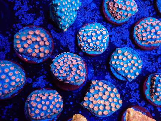 フカトゲキクメイシ(メテオシャワー)