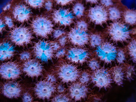 フカトゲキクメイシ(フェンダーベンダー)