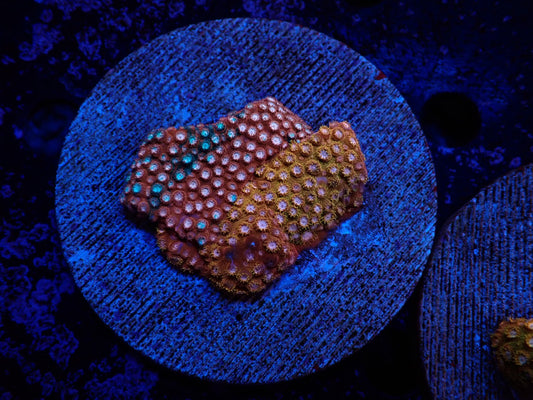 フカトゲキクメイシレアカラー01