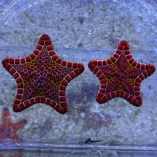 チェリーブリックビスケットスター