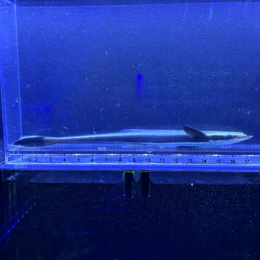 コバンザメ