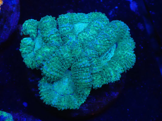 オーストラリア産カクオオトゲキクメイシフラグ07