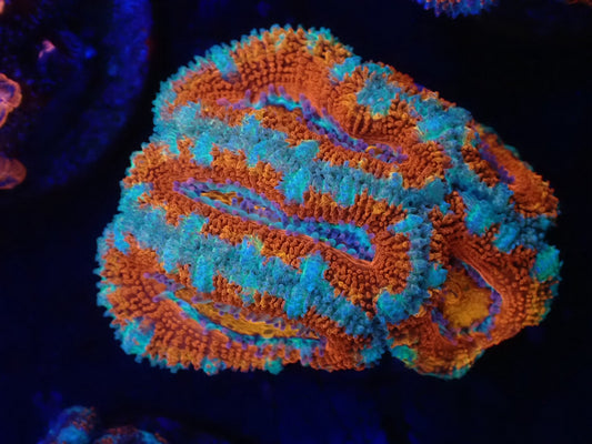 オーストラリア産カクオオトゲキクメイシフラグ06