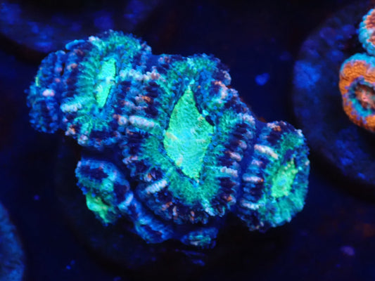 オーストラリア産カクオオトゲキクメイシフラグ04