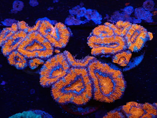 オーストラリア産カクオオトゲキクメイシフラグ03