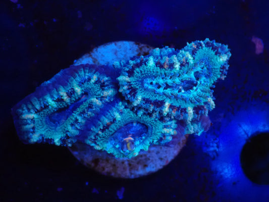 オーストラリア産カクオオトゲキクメイシフラグ02