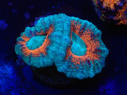 オーストラリア産カクオオトゲキクメイシフラグ01