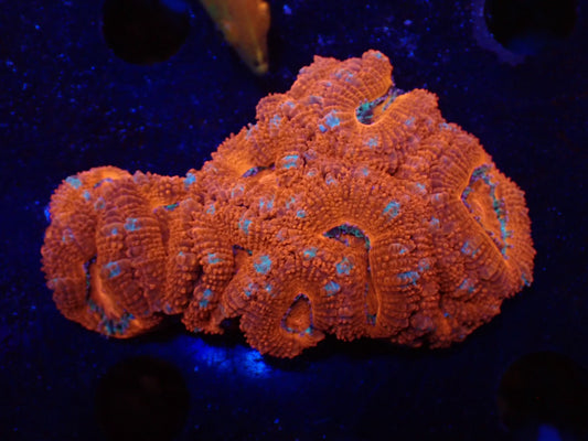 オーストラリア産カクオオトゲキクメイシ012