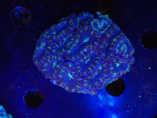 オーストラリア産カクオオトゲキクメイシ011