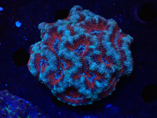 オーストラリア産カクオオトゲキクメイシ010