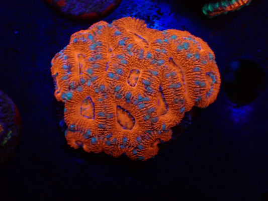 オーストラリア産カクオオトゲキクメイシ08