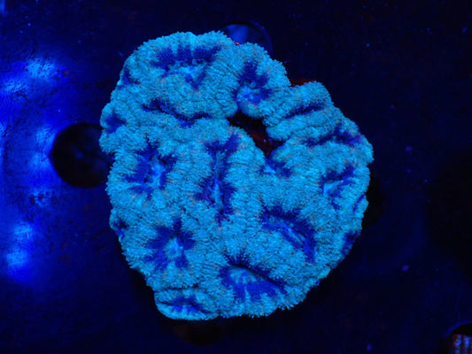 オーストラリア産カクオオトゲキクメイシ01