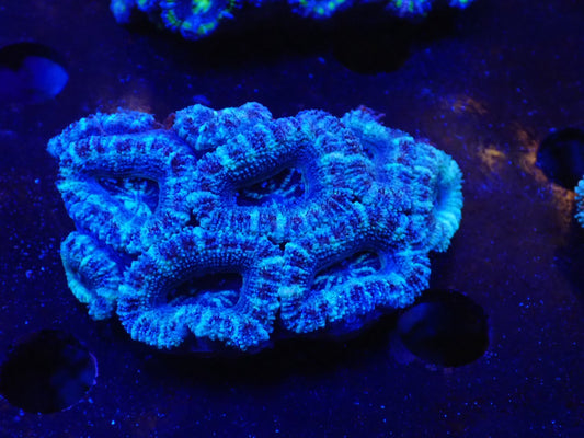 オーストラリア産カクオオトゲキクメイシ07