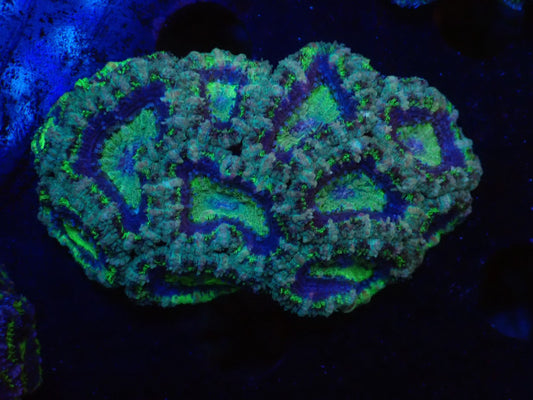 オーストラリア産カクオオトゲキクメイシ04