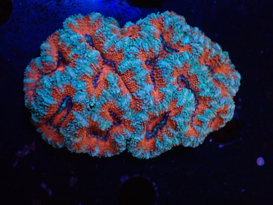 オーストラリア産カクオオトゲキクメイシ02