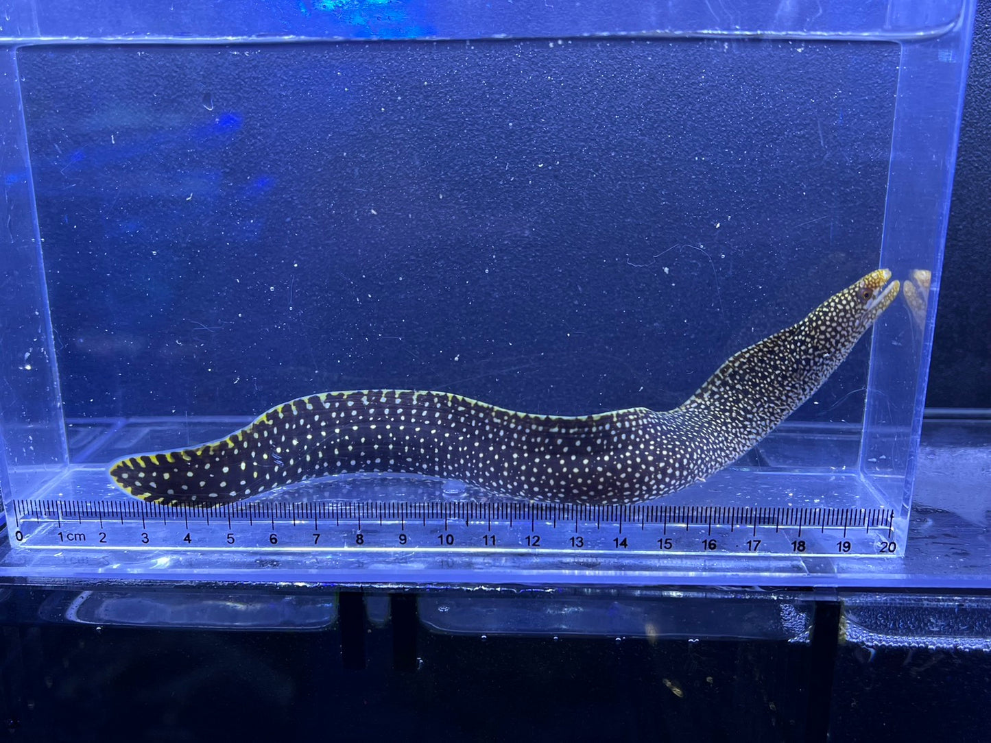 ワカウツボ