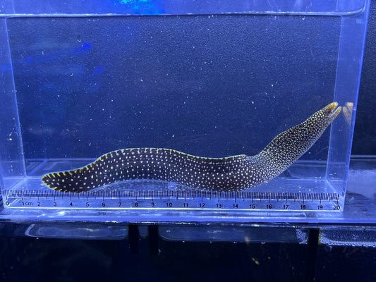 ワカウツボ